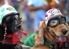 The Rio Carnival has gone to the dogs - literally (photo: CHRISTOPHE SIMON/AFP/Getty Images) 