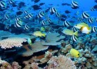 Life on the Great Barrier Reef
