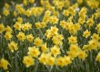 Daffodils are the national emblem of Wales  