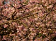 The sakura season is one of the most beautiful sights to behold in Japan 