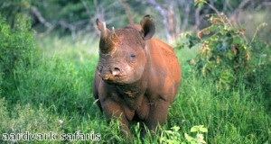 Rhinos are a big target for poachers in Africa 