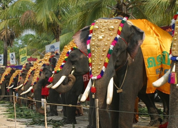 Enjoy Kerala's colourful temple festivals