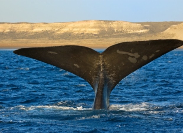 Go whale watching in South Africa
