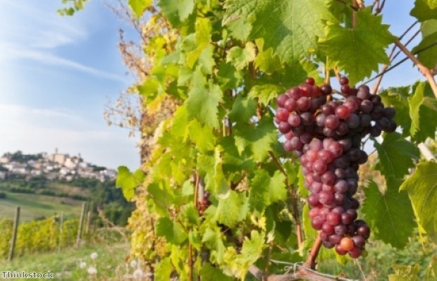 12 grapes are eaten in Spain to bring good fortune in the New Year 