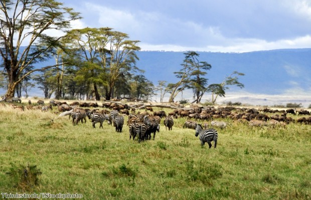 Africa is one of the most wildlife-rich continents on the planet 