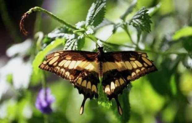 Butterflies are prevalent throughout the country