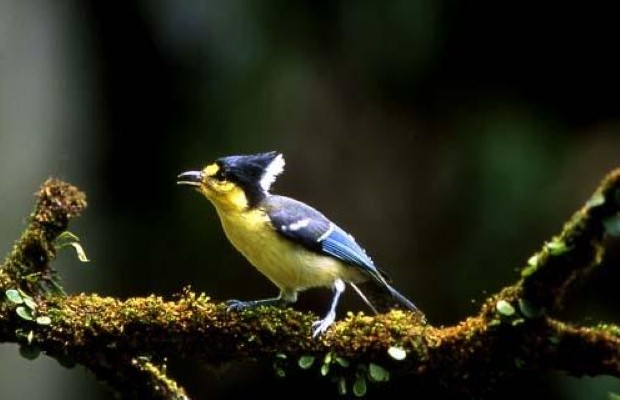 Foromosan Yellow Tit, Taiwan (photo: Tourism Bureau, Ministry of Transportation & Communications , R.O.C.)