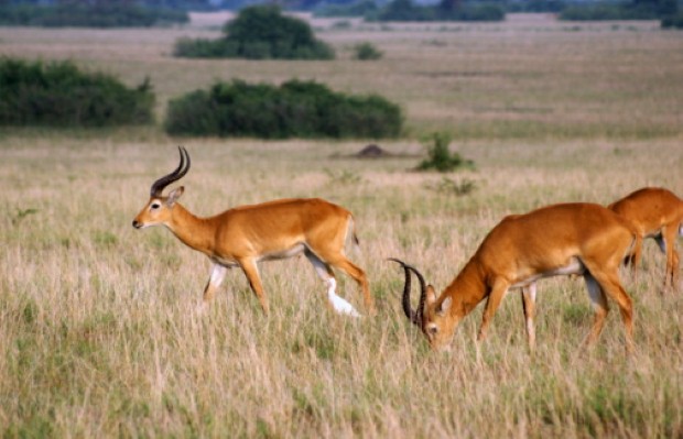 Gazelle can be spotted in the vast African Safari park  
