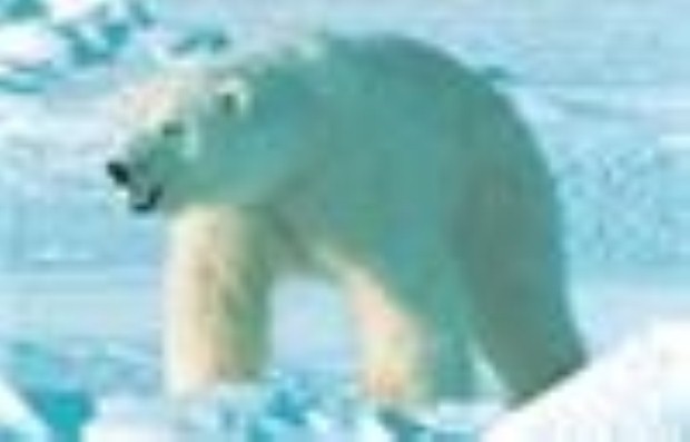 Polar Bear moving across the Arctic