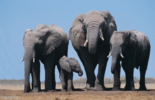 Safari in Ghana