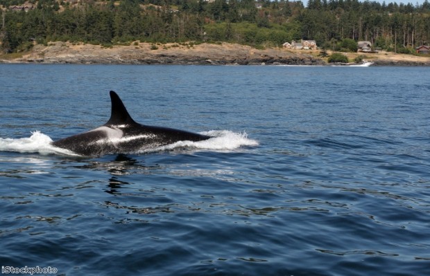 Want to spot the world's first all-white whale?  