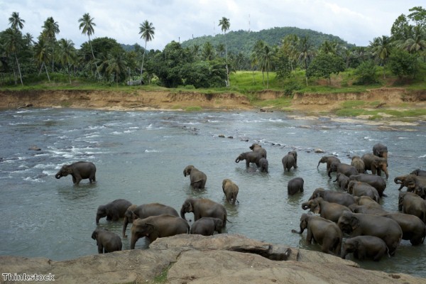 Wildlife-watching calendar in pictures