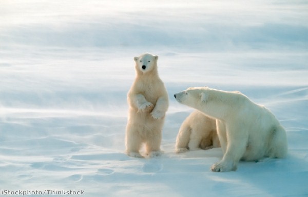 Wildlife-watching calendar in pictures