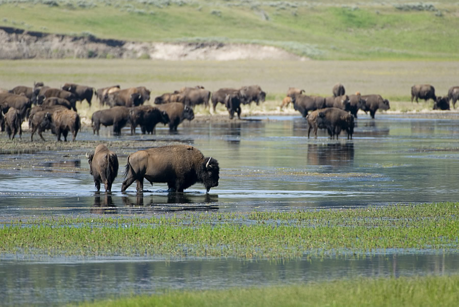 Nature and wildlife at Yellowstone National Park