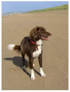 Dog friendly holiday cottages