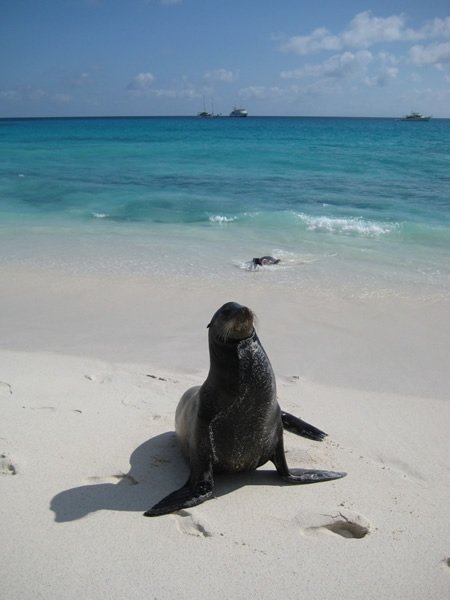 Galapagos cruises