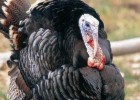 Avian flu was found in turkeys in Turkey