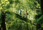 Canopy walk amid the Daintree Rainforest 