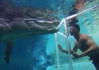 Crocosaurus Cove opened four years ago to bring the natural environment of Australia’s Top End into the city of Darwin (photo: Crocosaurus Cove) 