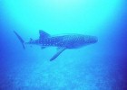 Diving with whale sharks in Mozambique