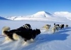 Dogsledding in Arctic Norway