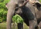 Elephant ride in Nepal (photo: Nick Claxton)