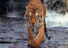 Follow the world's big cats