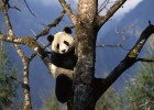 Get up close to the magnificent Giant Panda in China 