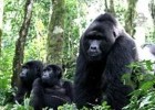 Gorillas in the wild