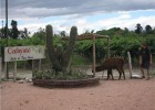 Greg and a Lama in Cafayate, Argentina