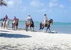 Horse riding on the beaches of Aruba