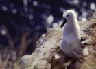 Nature holidays on the Falkland Islands