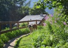 Nendaz is famous for its network of bisses - ancient irrigation channels   