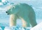 Polar Bear moving across the Arctic