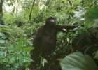 See gorillas in Uganda