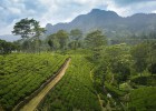 Sri Lanka tea plantations