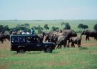 The Maasi Mara, Kenya, is a good place to see the 'big five'