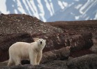 The undisputed king of the Arctic: the Ursus maritimus, or polar bear to his friends  