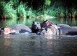 African wildlife on a safari holiday