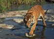 An Amur tiger is among the additions to Blackpool Zoo