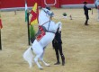 Andalucia is known for its horse breeds and equestrian styles 
