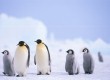 Antarctic adventure holiday