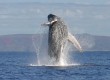 Australia is already famous for whale watching but 2012 looks to be a bumper year (Photo: Thinkstock)  