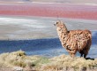 Bolivia boasts incredible landscapes 