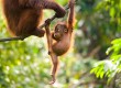 Borneo is home to the Orangutan 