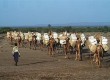 Camels are an important part of life in Ethiopia