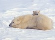 Catch a glimpse of polar bears in the Arctic (photo: Thinkstock)