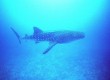 Diving with whale sharks in Mozambique