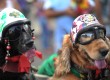 The Rio Carnival has gone to the dogs - literally (photo: CHRISTOPHE SIMON/AFP/Getty Images) 