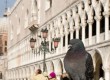 Don't feed the pigeons in Venice!